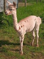 Appaloosa alpaca, Dieren en Toebehoren