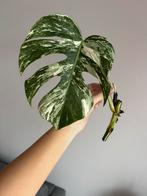 Monstera variegata Albo stek, Ophalen