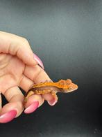 Partial pinstripe harlequin dal spots wimpergekko, Dieren en Toebehoren