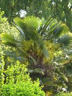 Winterharde palmboom set 3 stuks fortunei en wagnerianus, Enlèvement ou Envoi, En pot, Moins de 100 cm, Ombre partielle