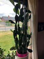 Zeer grote cactus, Ophalen, Cactus, 100 tot 150 cm