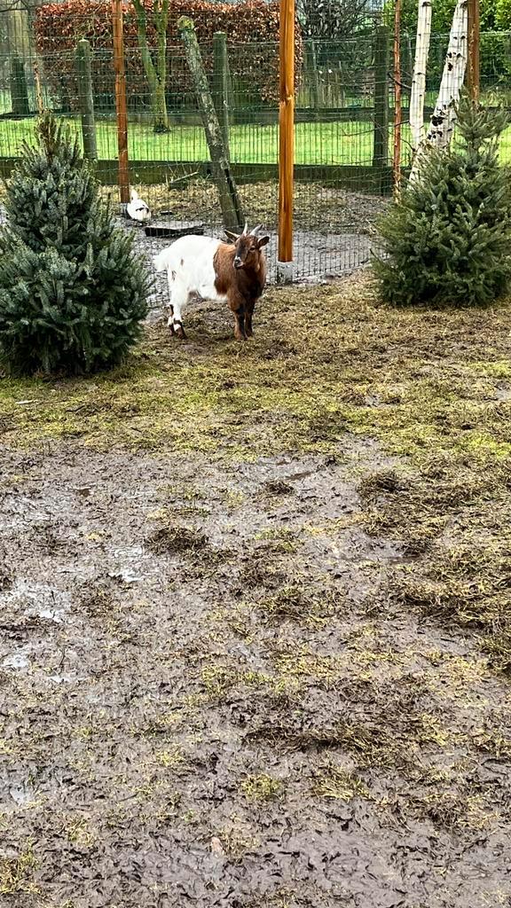 Jeune chèvre (1 an), Animaux & Accessoires, Moutons, Chèvres & Cochons, Chèvre