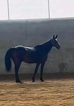 14 jarige recreatief/fokmerrie, Animaux & Accessoires, Chevaux, B, 11 ans ou plus, 160 à 165 cm, Cheval de saut