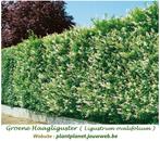 PRACHTIG AANBOD ZEER GROTE GROENE LIGUSTER 1,75/2 meter = 3€, Ophalen, Liguster, Struik, 100 tot 250 cm