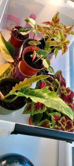 Planten pakket, Huis en Inrichting, Ophalen