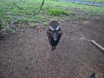 Soay Ram schaap