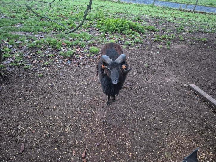 Soay Ram schaap, Dieren en Toebehoren, Stalling en Weidegang