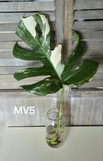 Monstera variegata  (Bouture MV5), Maison & Meubles, Plantes d'intérieur, Enlèvement ou Envoi