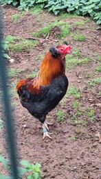 Araucana haan Tarwe kleur