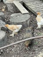 Brahma’s, Dieren en Toebehoren, Pluimvee, Vrouwelijk, Kip