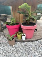 Bananenplant stekje, Ophalen, Volle zon, Vaste plant, Zomer