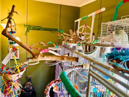 Op zoek naar papegaaien om een liefdevol en volledig uitgeru, Dieren en Toebehoren, Vogels | Parkieten en Papegaaien, Papegaai