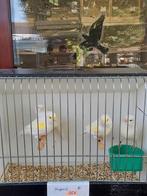 Kanaries, Dieren en Toebehoren