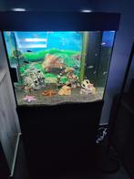 Jewel Aquarium 120L met kast, Dieren en Toebehoren, Ophalen, Zo goed als nieuw, Overige typen