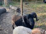 Ouessant rammen, Dieren en Toebehoren, Mannelijk, Schaap, 0 tot 2 jaar