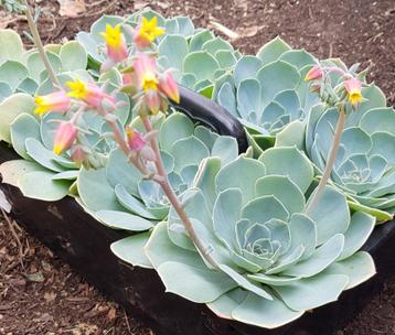  Echeveria – Prachtige rozetvormige vetplanten te koop beschikbaar voor biedingen