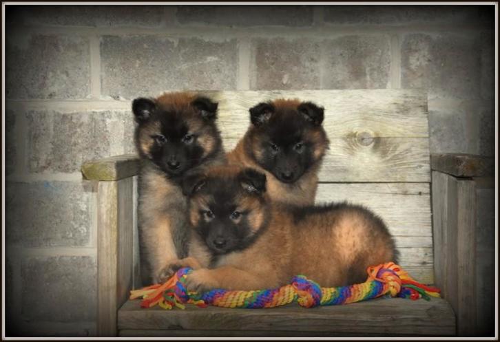 Beaux chiots de berger de Tervueren, Animaux & Accessoires, Chiens | Bergers & Bouviers, Plusieurs animaux, Berger, Éleveur | Professionnel