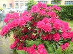 DRINGEND ! 1 RHODO, dennen/klimop takken uit de tuin! vanaf, Tuin en Terras, Planten | Tuinplanten, Ophalen, Bodembedekkers, Volle zon
