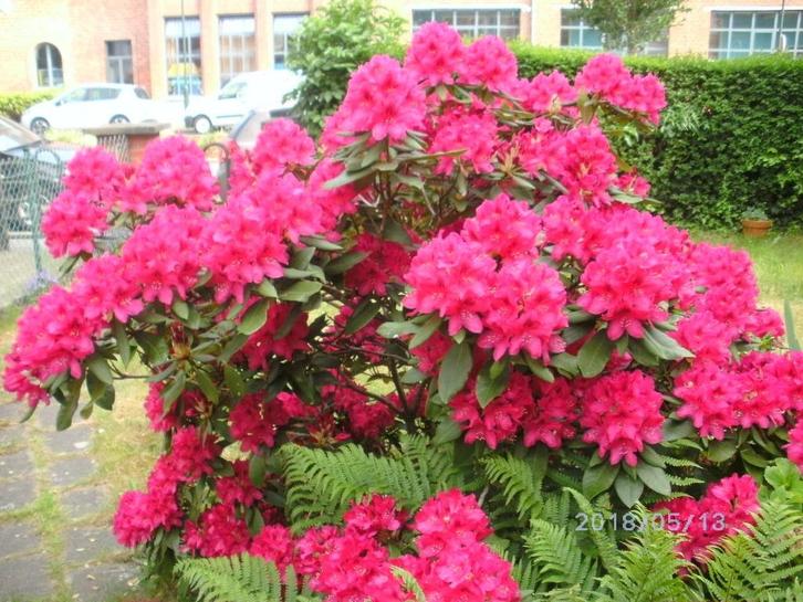 DRINGEND ! 1 RHODO, dennen/klimop takken uit de tuin! vanaf, Tuin en Terras, Planten | Tuinplanten, Eenjarig, Bodembedekkers, Volle zon