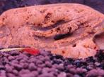 Bloody red garnalen, Animaux & Accessoires, Poissons | Poissons d'aquarium, Homard, Crabe ou Crevette, Poisson d'eau douce, Banc de poissons