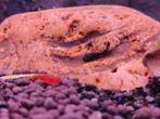 Bloody red garnalen, Homard, Crabe ou Crevette, Poisson d'eau douce, Banc de poissons