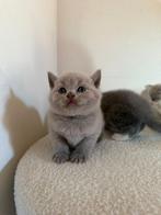 Britse korthaar kittens, Dieren en Toebehoren, Katten en Kittens | Raskatten | Korthaar, Meerdere dieren, Gechipt, 0 tot 2 jaar