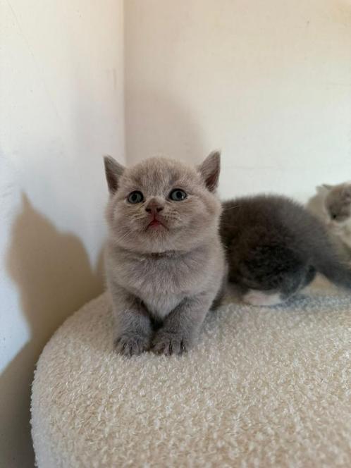 Britse korthaar kittens, Dieren en Toebehoren, Katten en Kittens | Raskatten | Korthaar, Meerdere dieren, 0 tot 2 jaar, Gechipt