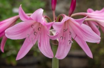 Crinum Powellii Lily Bulb beschikbaar voor biedingen