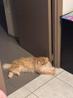 Britse langhaar dekkater met stamboom (not for sale ), 3 à 5 ans