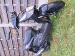 Sym 50cc X pro B klasse papieren ok start en rijd perf eur4, Fietsen en Brommers, Ophalen of Verzenden, Zo goed als nieuw