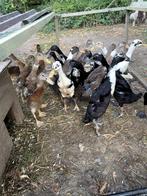 Indische loopeenden, Plusieurs animaux, Canard