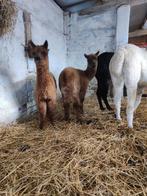 Alpaca Cria ( merrie's ), Dieren en Toebehoren, September, Vrouwelijk
