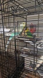 Inséparable et perruche arc-en-ciel, Perruche