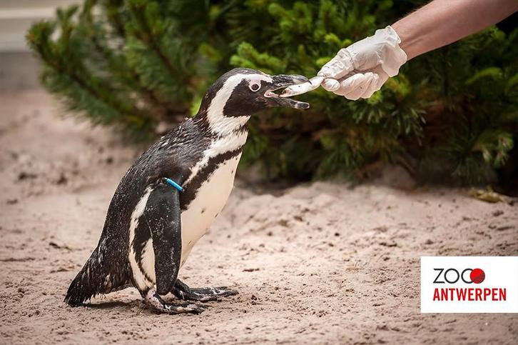 2 x tickets  Zoo Antwerpen, Tickets en Kaartjes, Recreatie | Dierentuinen, Twee personen, Ticket of Toegangskaart