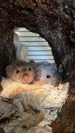 2 dumbo ratjes vrouwelijk, Dieren en Toebehoren, Ophalen, Zo goed als nieuw, Kooi