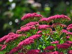 Sedum herfstfraude, Tuin en Terras, Planten | Tuinplanten, Ophalen, Bodembedekkers