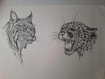 Litho van Pierre Dewinter Kop van lynx en luipaard  beschikbaar voor biedingen