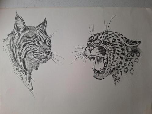 Litho van Pierre Dewinter Kop van lynx en luipaard, Antiek en Kunst, Kunst | Litho's en Zeefdrukken, Ophalen