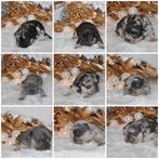 Franse Bulldog pups Lionheart Bloodline, Dieren en Toebehoren, België, CDV (hondenziekte), 8 tot 15 weken, Bulldog