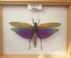 Collection d'insecte : Criquet Géant  Du Pérou, Autres types, Insecte, Enlèvement ou Envoi, Neuf