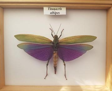 Collection d'insecte : Criquet Géant  Du Pérou