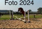 Springpaard, Dieren en Toebehoren, Hengst, Onbeleerd, Springpaard, 0 tot 2 jaar