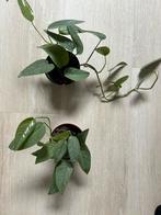 Epipremnum cebu blue, Huis en Inrichting, Kamerplanten, Minder dan 100 cm, Ophalen, Groene kamerplant