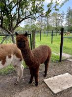 2 gedekte merries en 1 prachtige dekhengst, Meerdere dieren