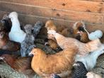 Appenzeller spitskuif, 3 verschillende kleuren