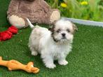 Mal-Shi pups - Maltezer x Shih Tzu, Dieren en Toebehoren, CDV (hondenziekte), Meerdere, Klein, 8 tot 15 weken