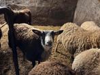 Moutons à vendre, Animaux & Accessoires, Plusieurs animaux, Mouton, 0 à 2 ans