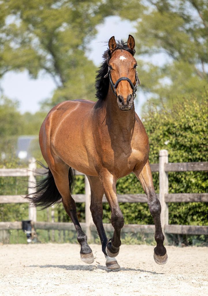 Allround PRE x Warmbloed Ruin 8 Jaar, Animaux & Accessoires, Chevaux, Hongre, Ne s'applique pas, 165 à 170 cm, 7 à 10 ans, Cheval de récréation