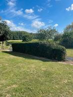 Haie a donner, Jardin & Terrasse, Plantes | Arbustes & Haies, Enlèvement, Haie