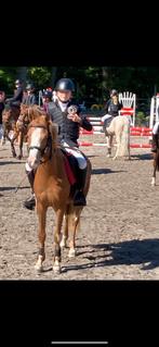 B pony, Dieren en Toebehoren, Pony's, Ruin, B